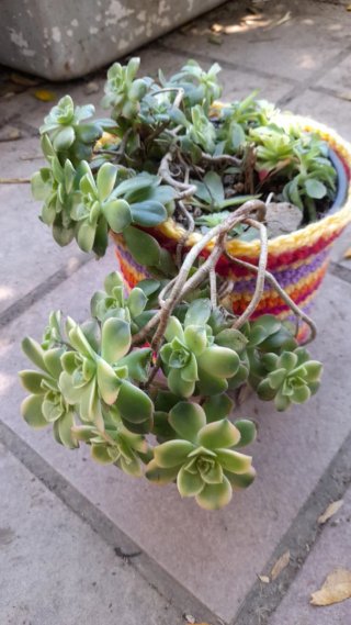 Aeonium haworthii kiwi madura en maceta crochet.