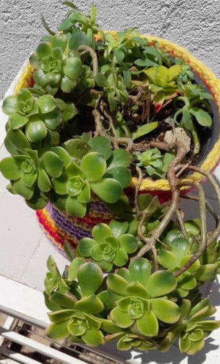 Aeonium haworthii kiwi madura en maceta crochet.