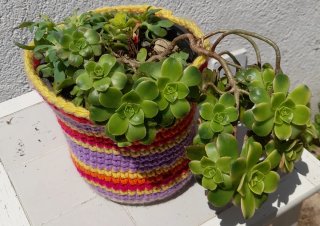 Aeonium haworthii kiwi madura en maceta crochet.