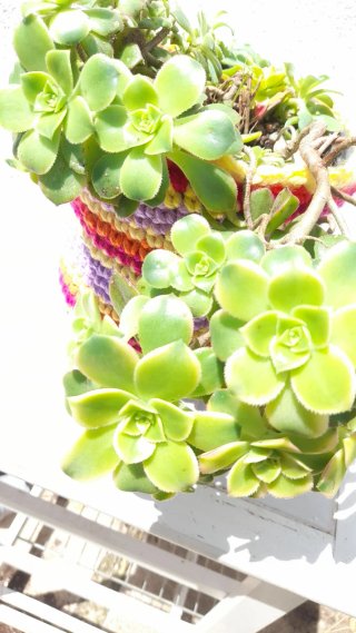 Aeonium haworthii kiwi madura en maceta crochet.