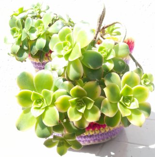 Aeonium haworthii kiwi madura en maceta crochet.