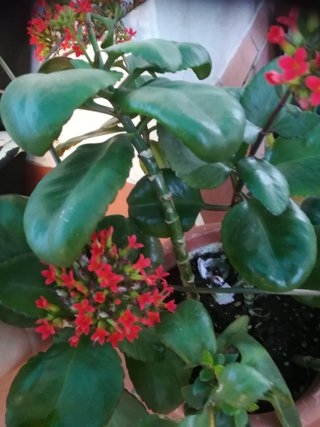 Planta con flores rojas