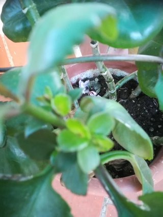 Planta con flores rojas