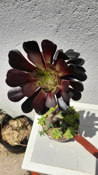 Aeonium atropurpureum en maceta reciclada