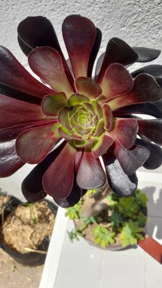 Aeonium atropurpureum en maceta reciclada