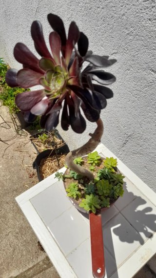 Aeonium atropurpureum en maceta reciclada