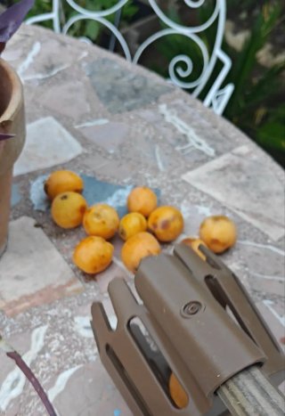 Recolector de Fruta