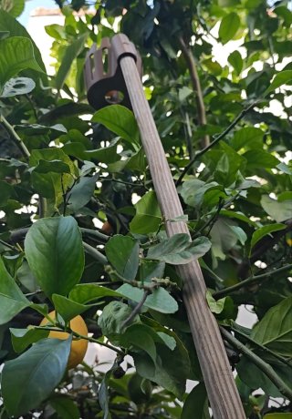 Recolector de Fruta
