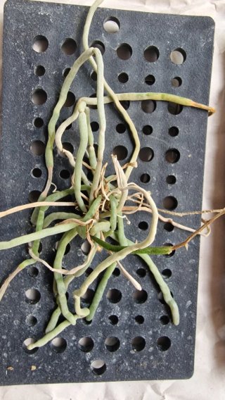 Orquídea Chiloschista 'Sacura'