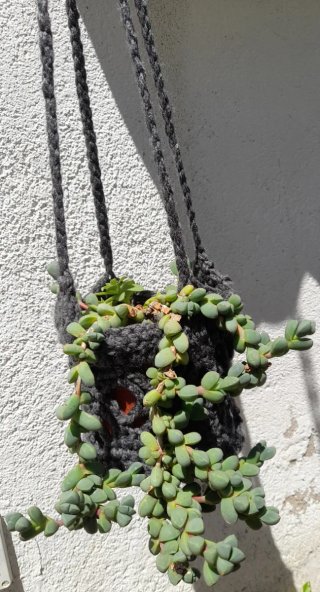 Corpuscularia lehmannii con colgador