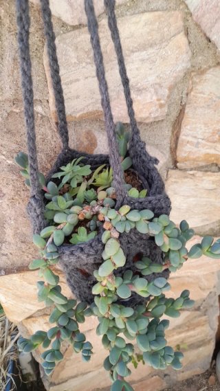 Corpuscularia lehmannii con colgador