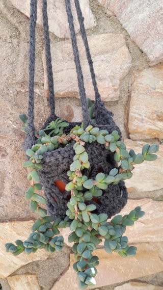 Corpuscularia lehmannii con colgador