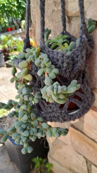 Corpuscularia lehmannii con colgador