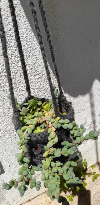 Corpuscularia lehmannii con colgador