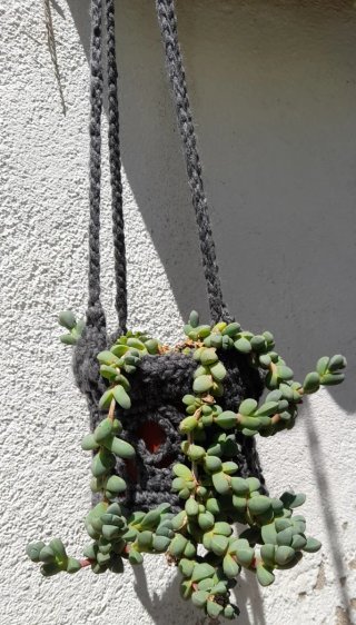 Corpuscularia lehmannii con colgador