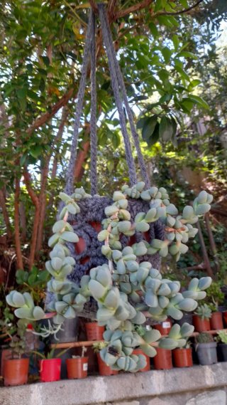Corpuscularia lehmannii con colgador