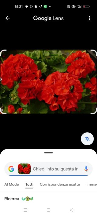 4 Talee diGeranio rosso e bianco