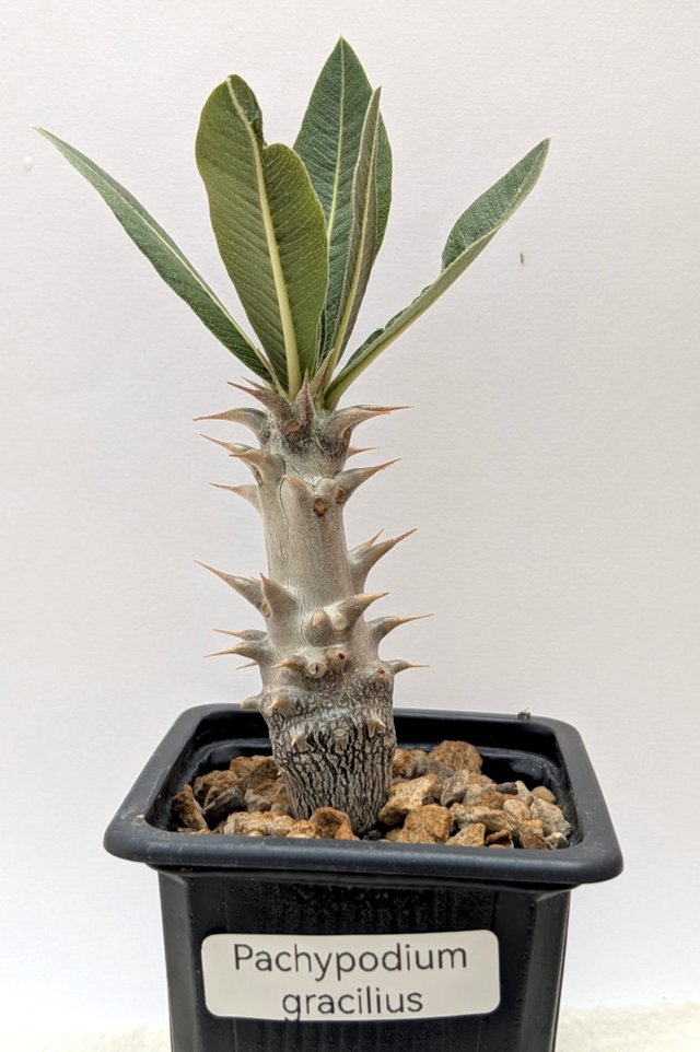 Pachypodium gracilius 2 anos