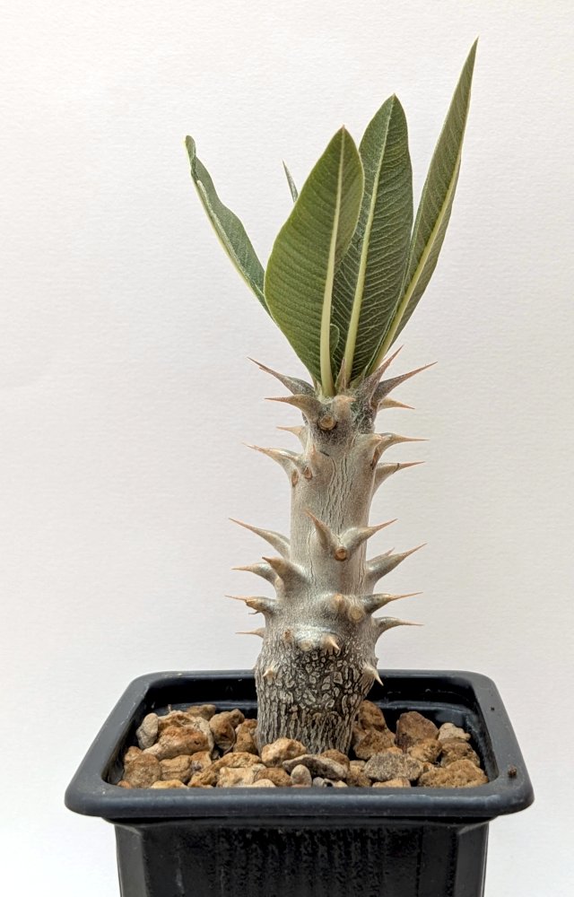 Pachypodium gracilius 2 anos