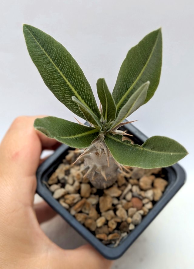 Pachypodium gracilius 2 anos