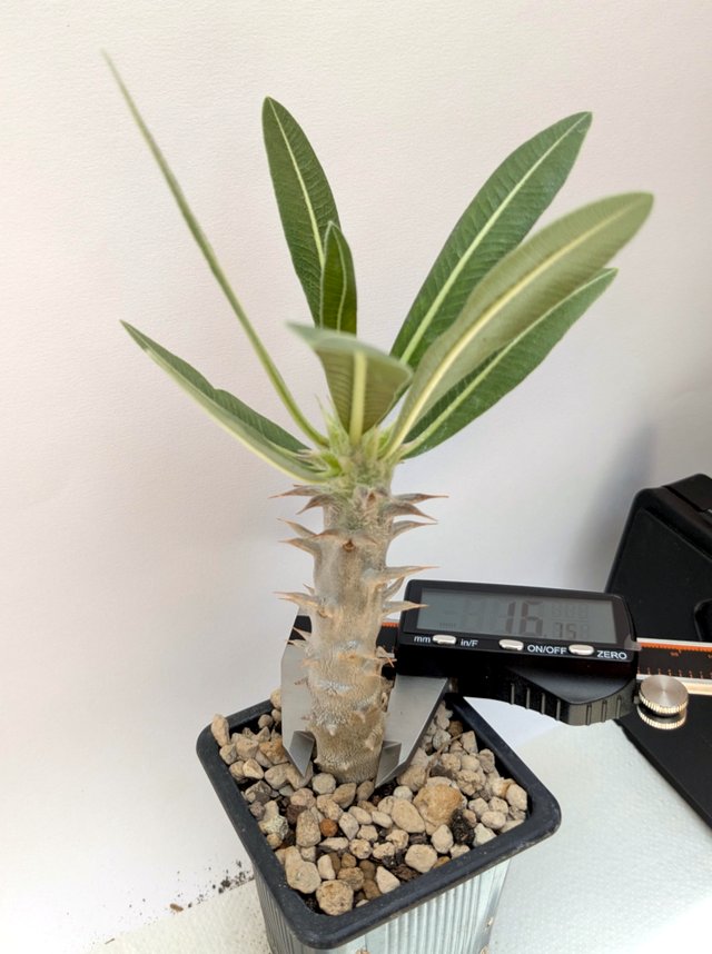 Pachypodium gracilius 2 anos