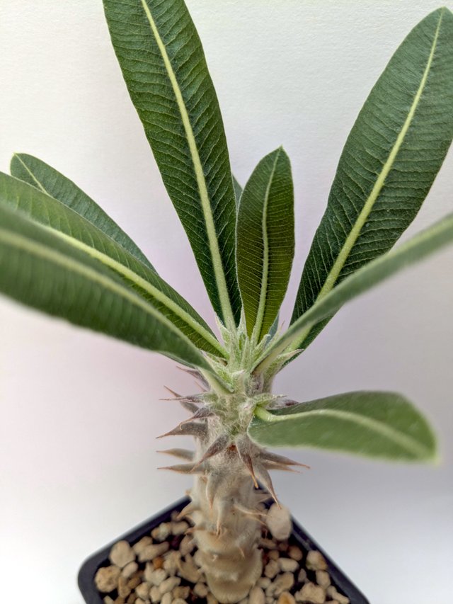 Pachypodium gracilius 2 anos