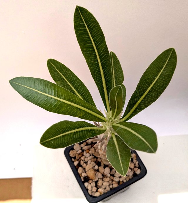 Pachypodium gracilius 2 anos