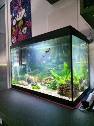 Acuario 60L