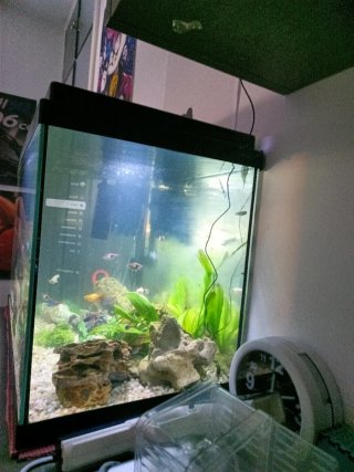 Acuario 60L