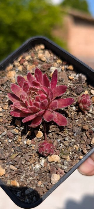 Sempervivum Lotus blossom