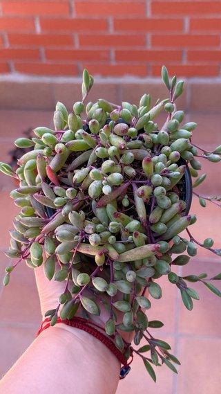 Othonna Capensis Collar de Rubíes Planta