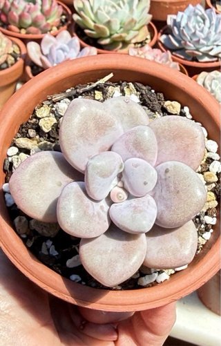 Plantas María