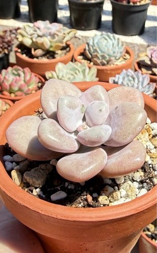 Plantas María