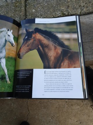 El caballo un espíritu libre