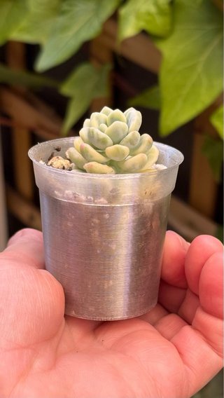 Sedum Clavatum Variegado Suculenta