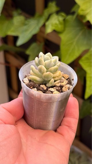 Sedum Clavatum Variegado Suculenta