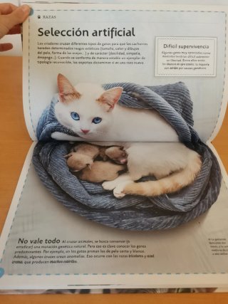 El magnífico libro de los gatos