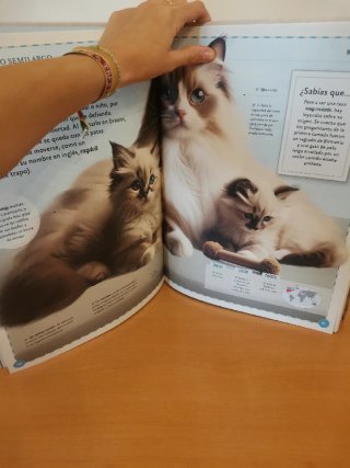 El magnífico libro de los gatos