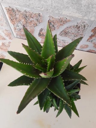 Planta Aloe Nobilis