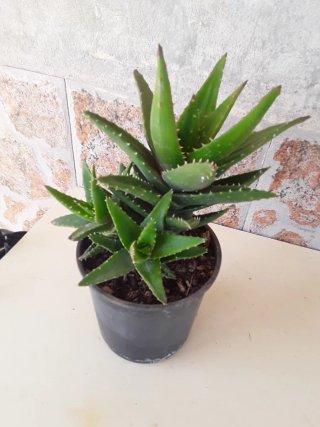 Planta Aloe Nobilis