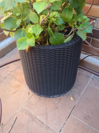 Hortensia 90cm con Maceta Negra