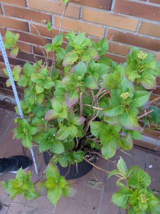 Hortensia 100cm con maceta