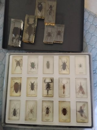 Colección Bichos National Geographic