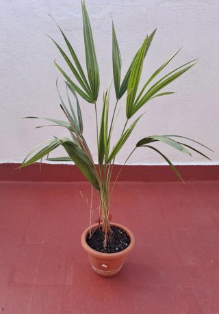 Planta de Palmito