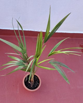 Planta de Palmito