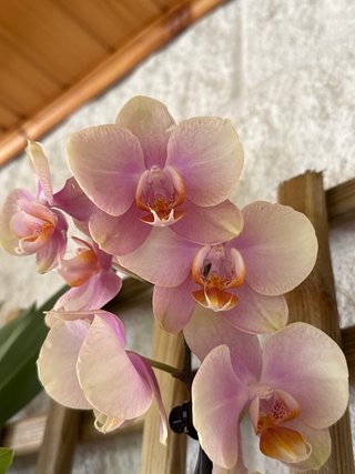 Orquídea Phalaenopsis Amarilla Rosa