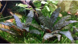 Criptocorine planta acuario