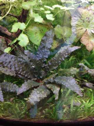 Criptocorine planta acuario