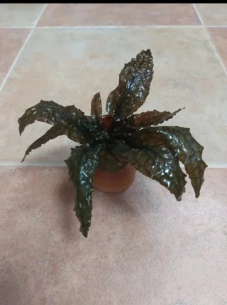 Criptocorine grande  planta acuario
