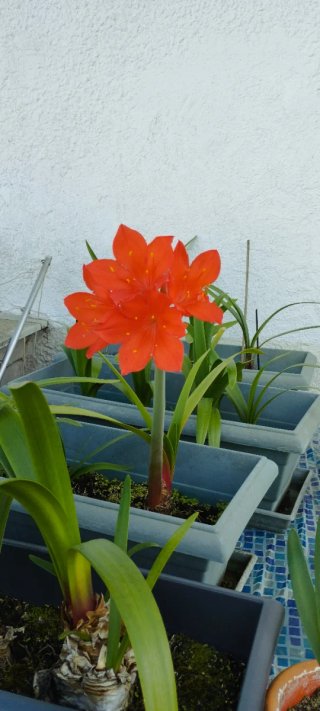 12 Lirios de Fuego